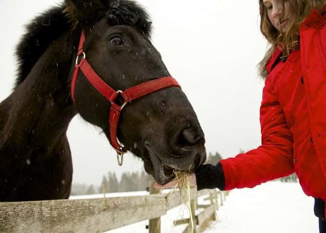 Girl feeding a horse, Nova Scotia Vacation, kids activities, winter season