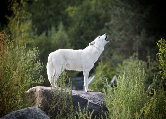Un loup au parc Algonquin