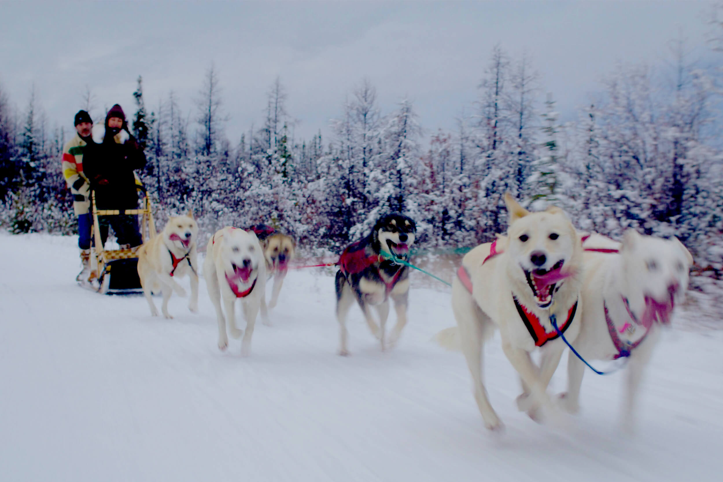 Des chiens tirent un traineau