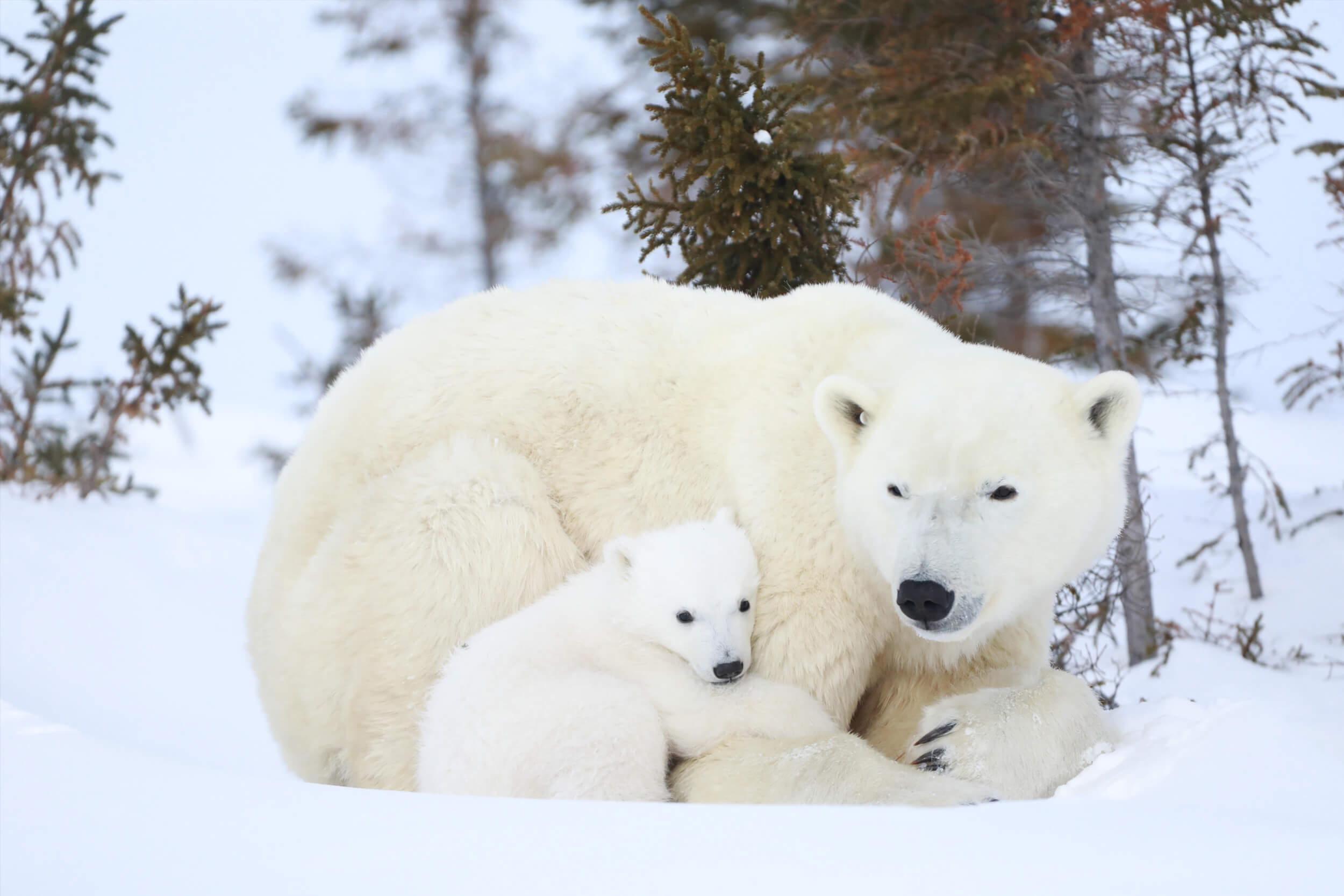 Un ours polaire et un bébé ours polaire dans la neige